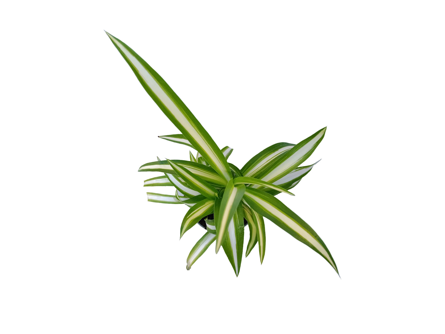 Chlorophytum "Comosum" variegata