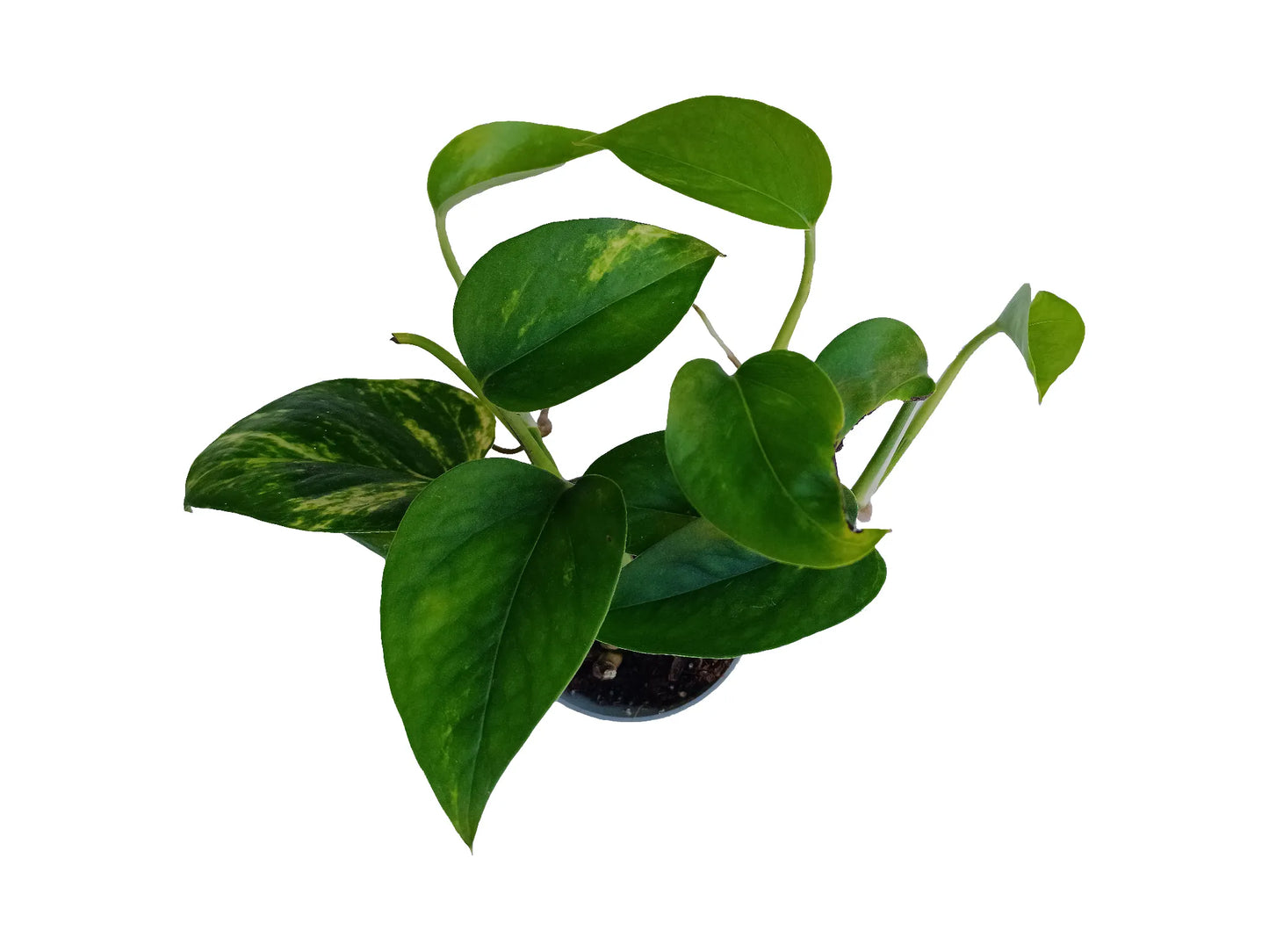 Epipremnum aurea