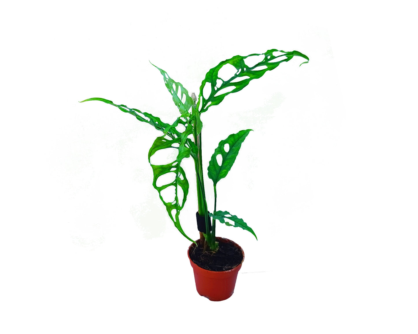Monstera obliqua peru