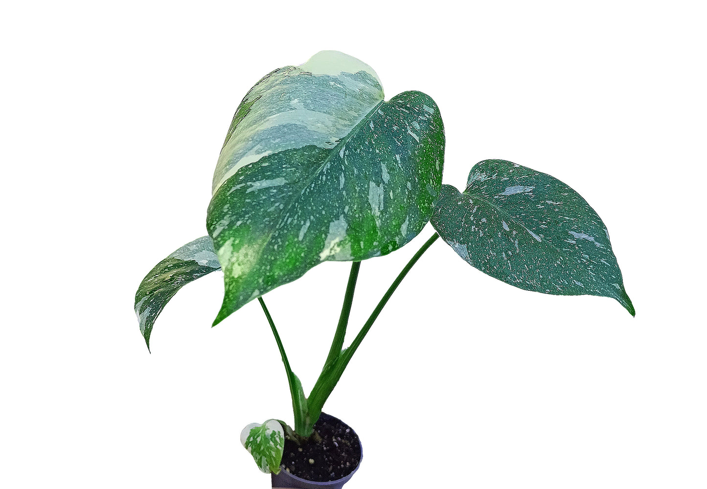 Monstera thaï constellation