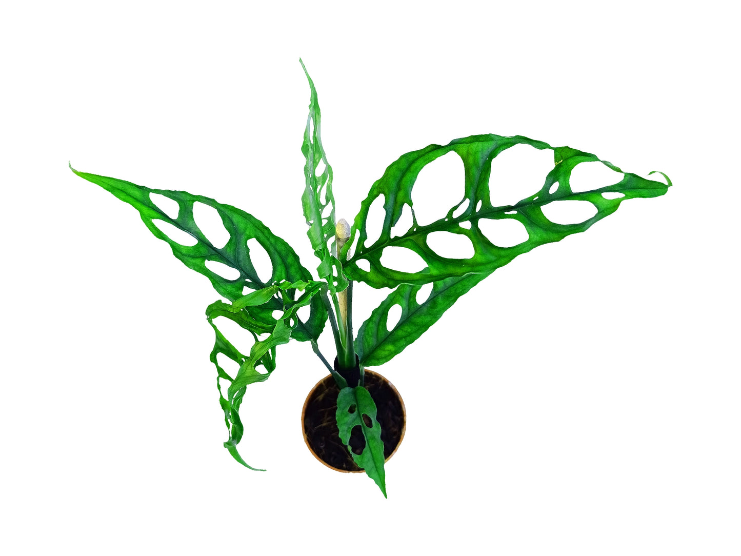 Monstera obliqua peru