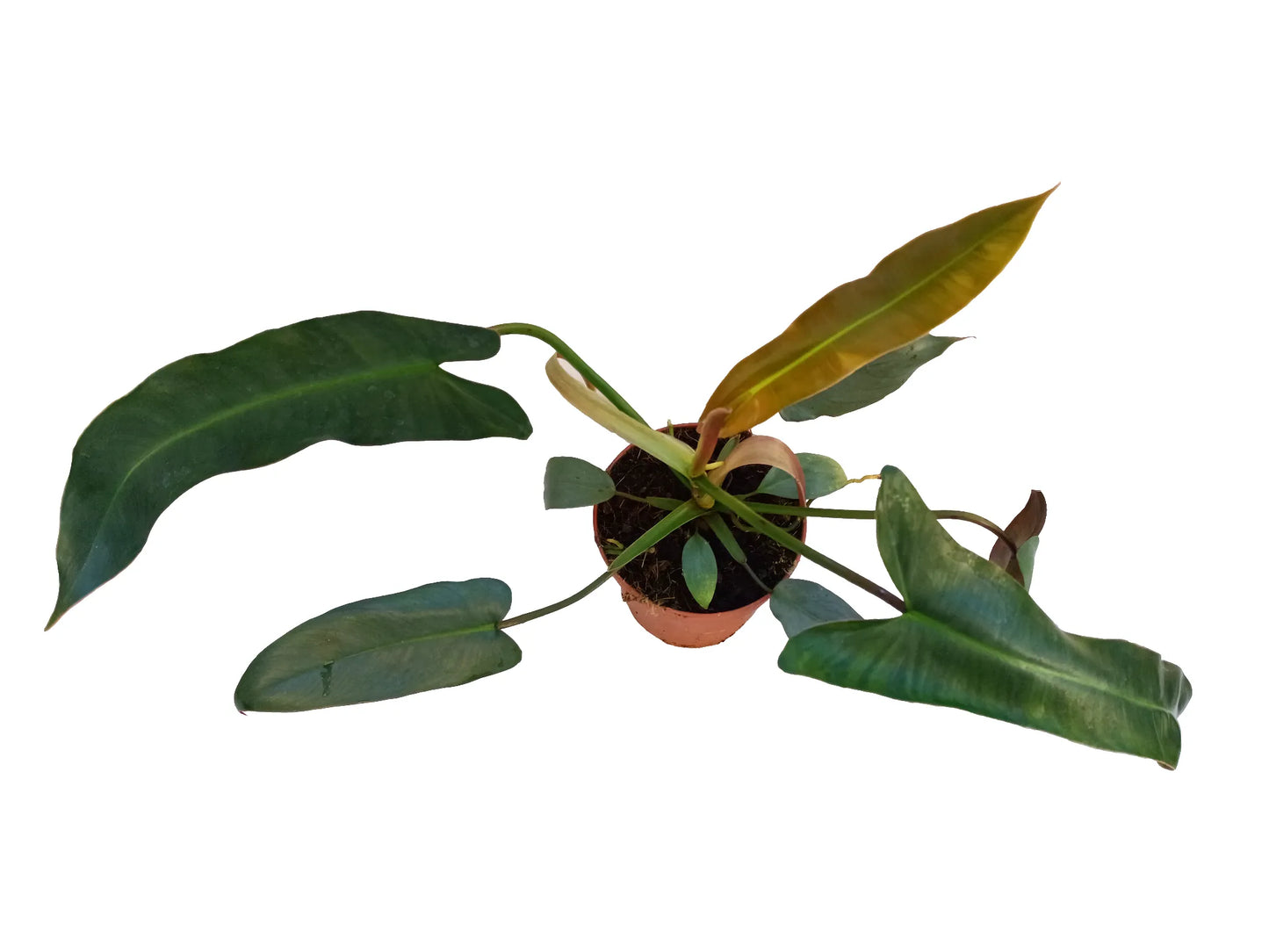 Philodendron atabapoense