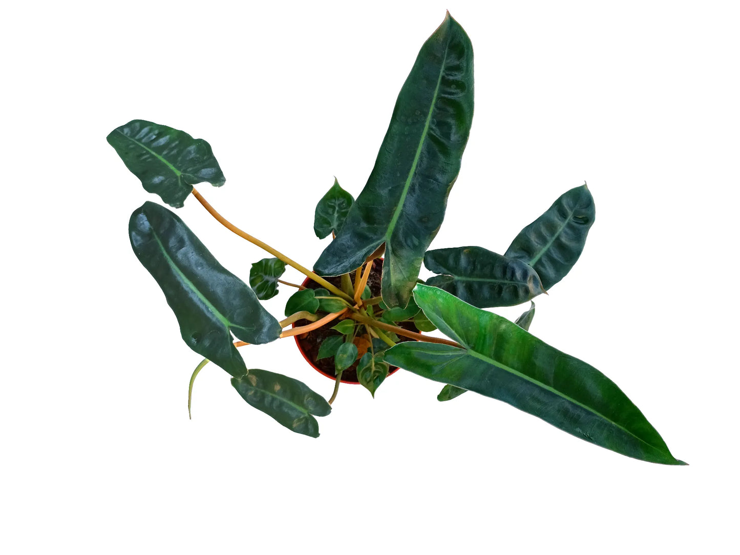 Philodendron bilitiae