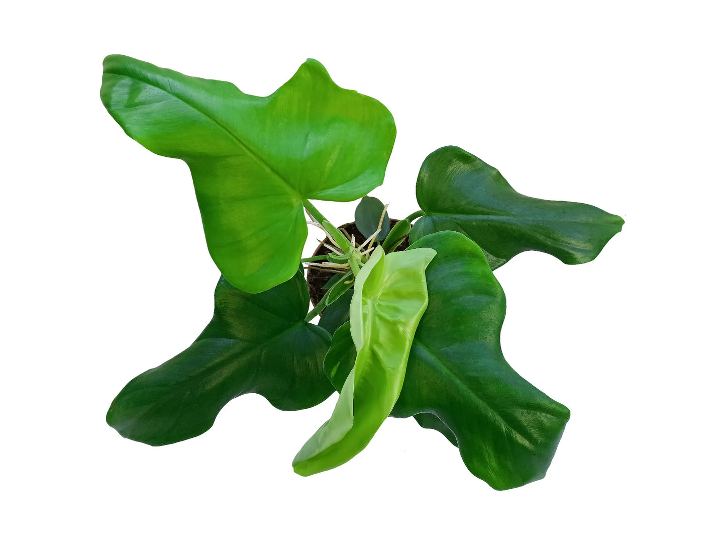 Philodendron bipennifolium aurea