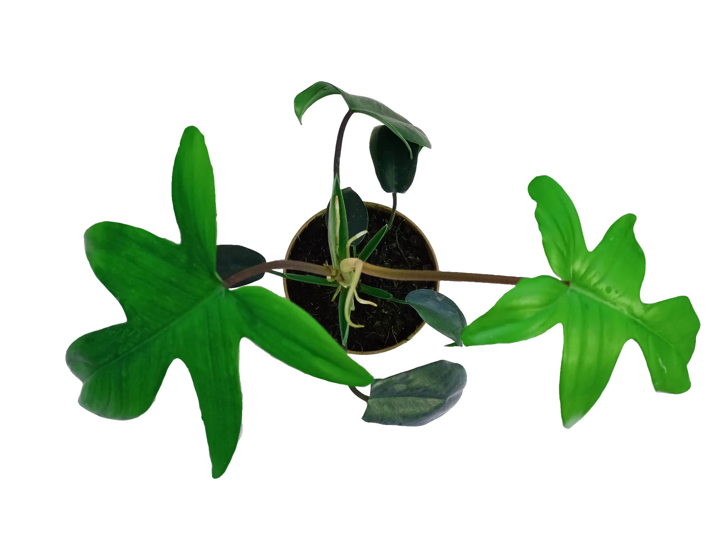 Philodendron florida green