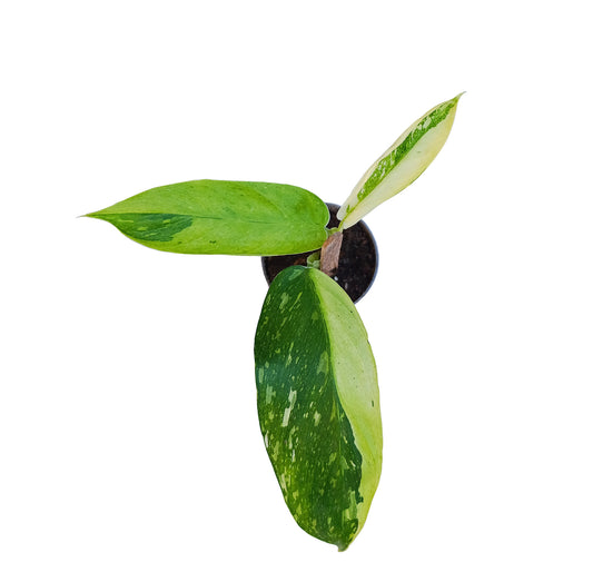 Philodendron jose bueno