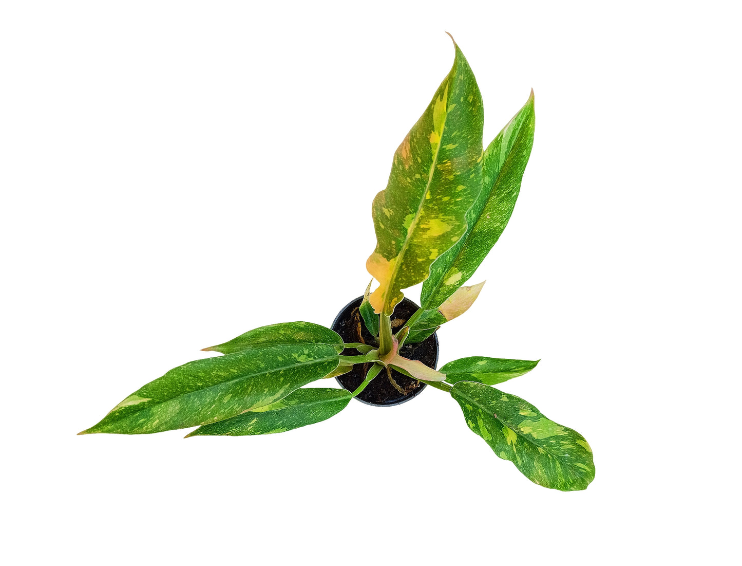Philodendron "ring of fire"