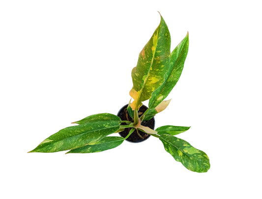Philodendron "ring of fire"