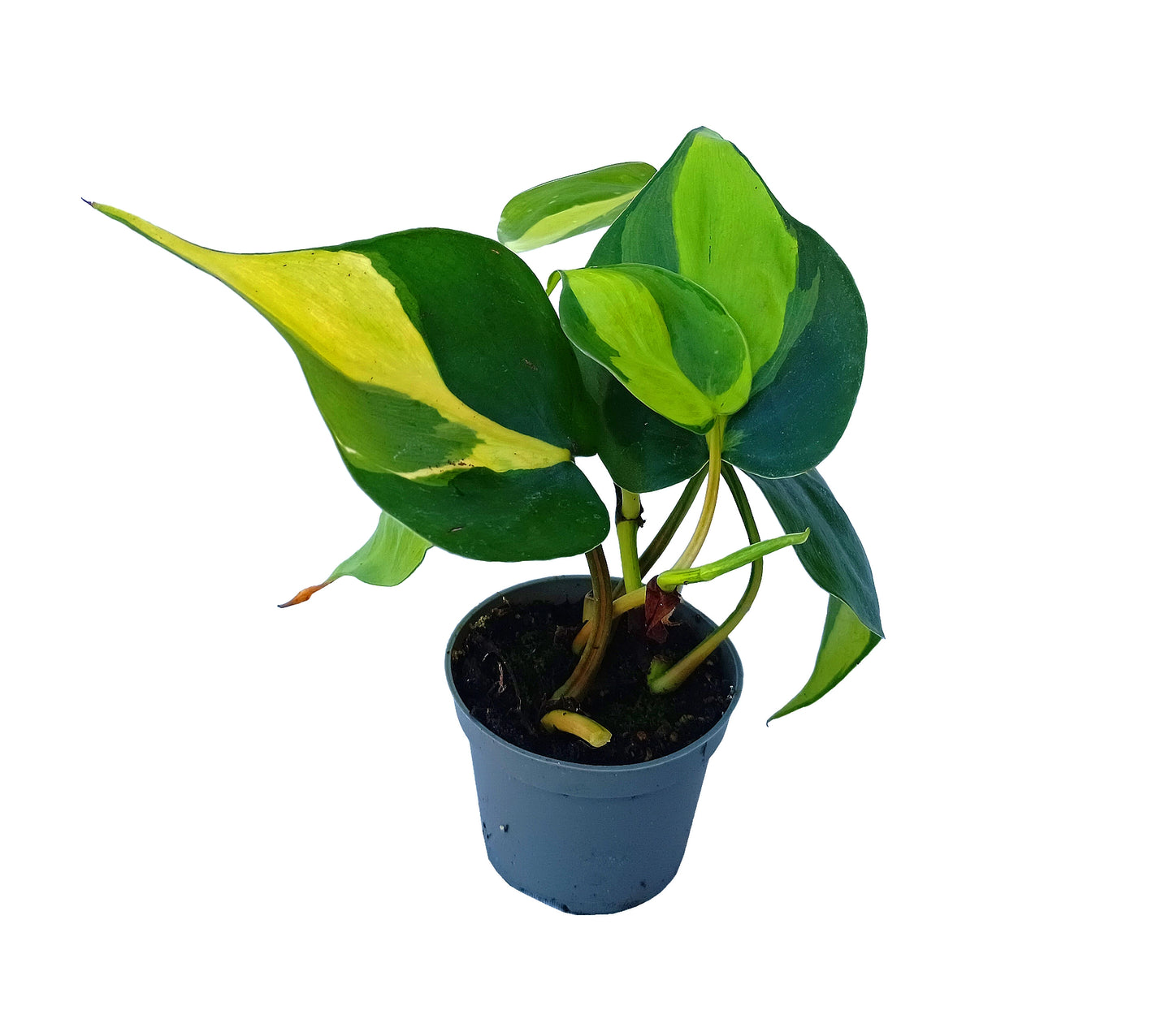 Philodendron "Scandens Brasil"