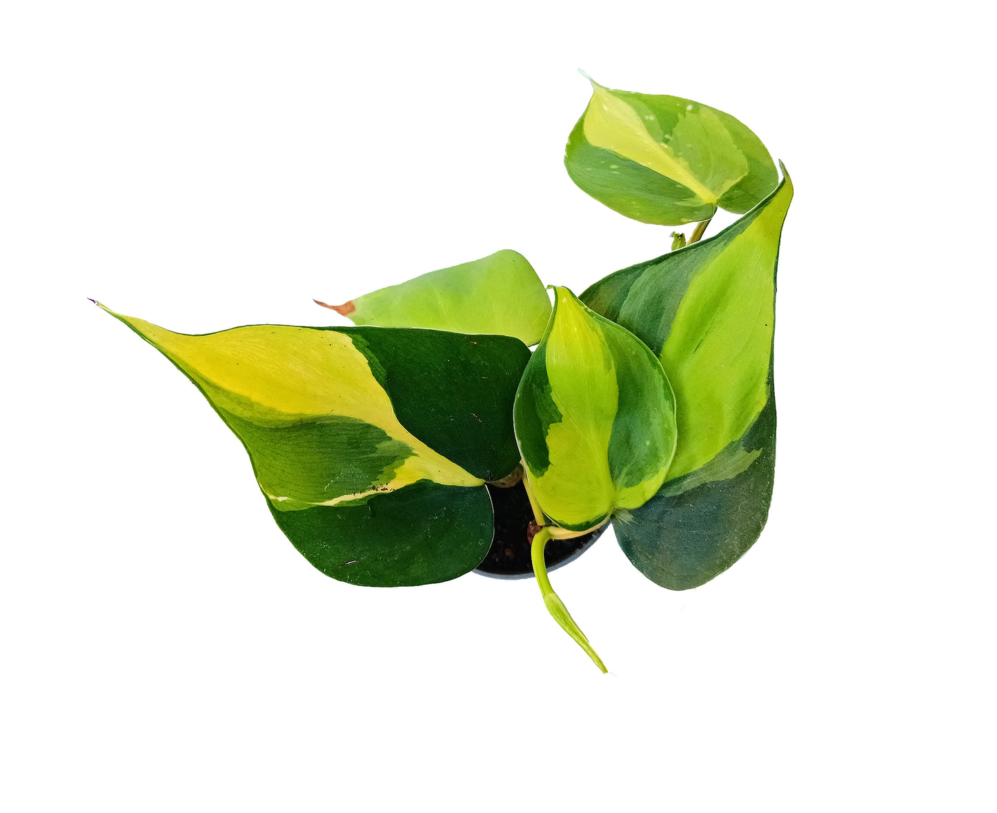 Philodendron "Scandens Brasil"
