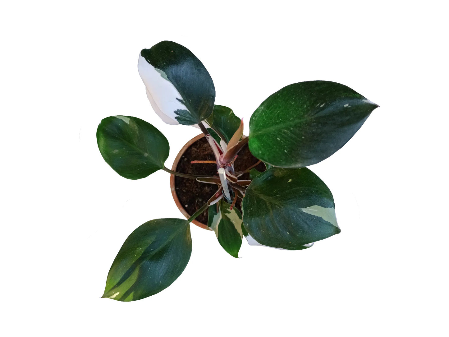 Philodendron white knight