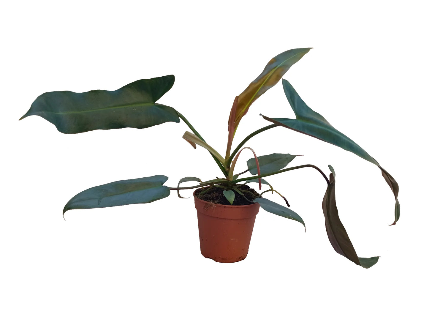 Philodendron atabapoense