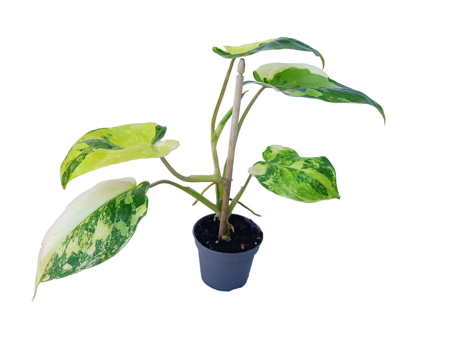Philodendron "Burle-Marxii" variegata