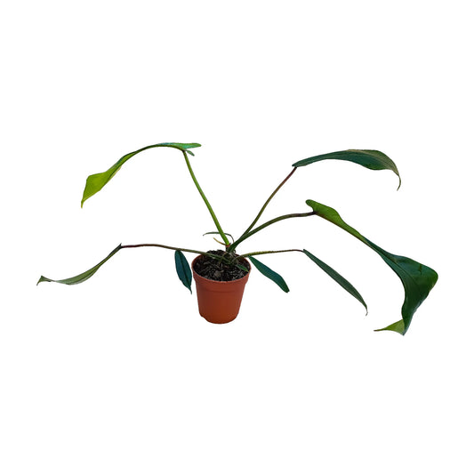 Philodendron joepi