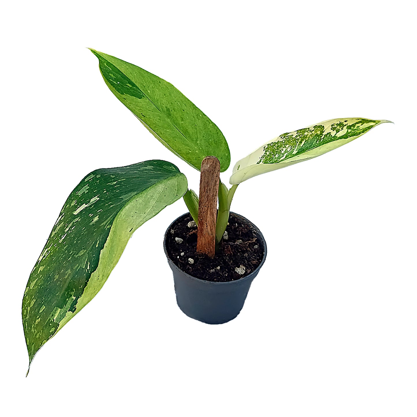 Philodendron jose bueno