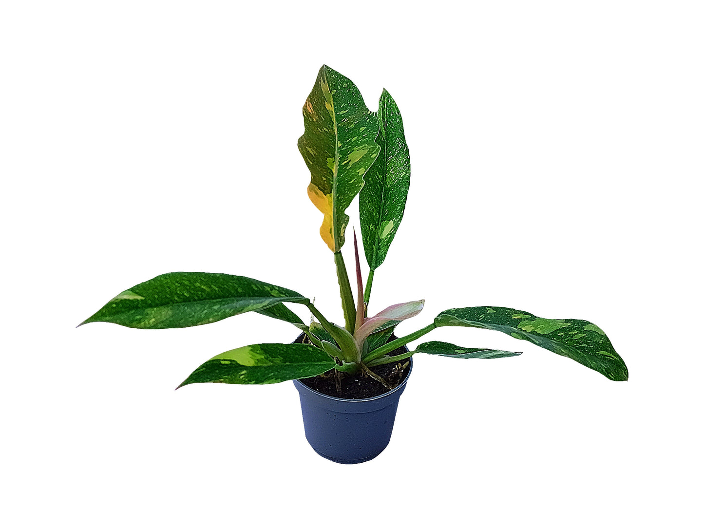 Philodendron "ring of fire"