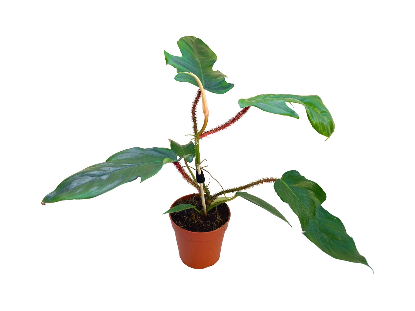 Philodendron squamiferum