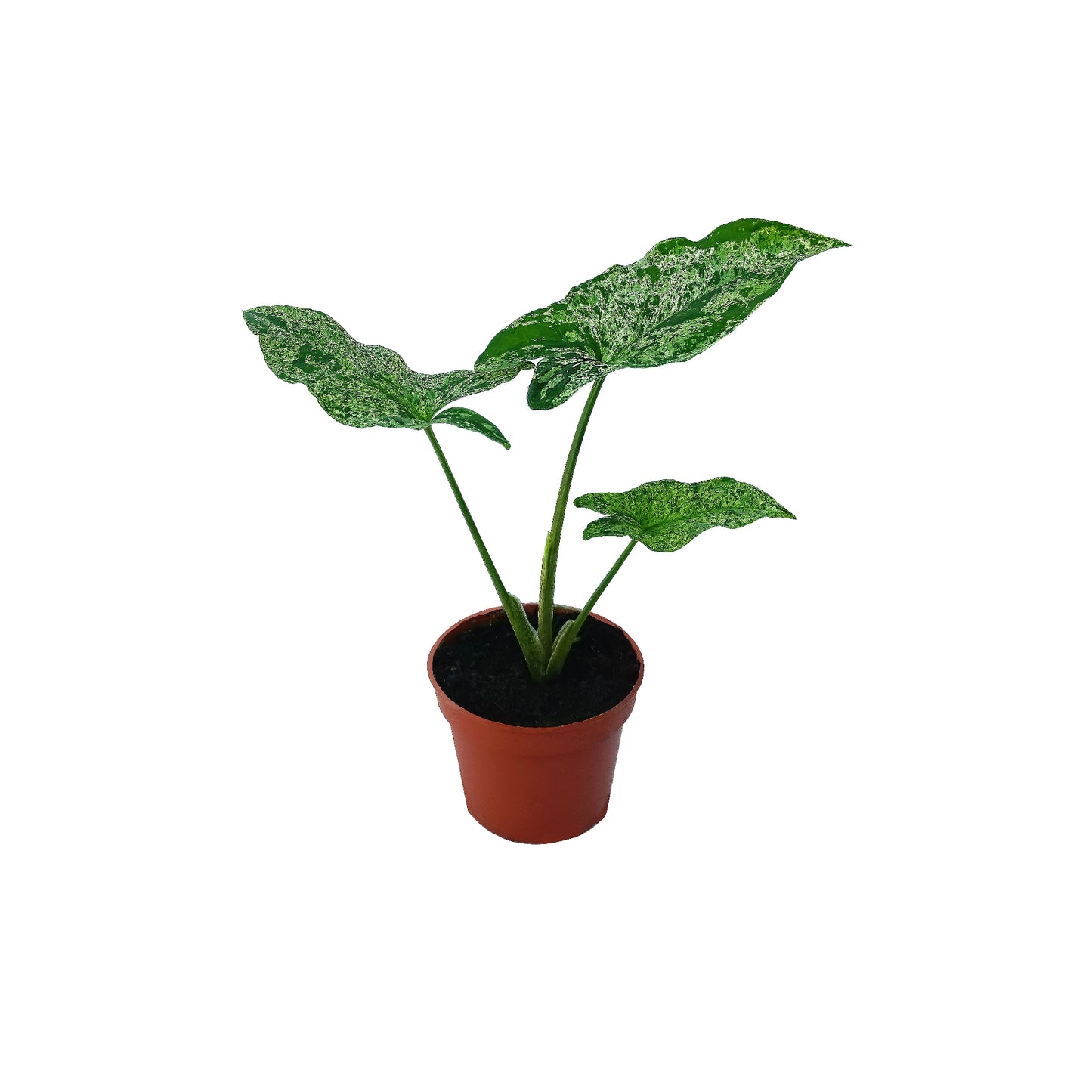 Syngonium mottled