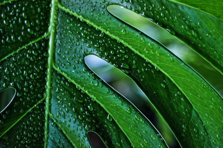 Nos plantes