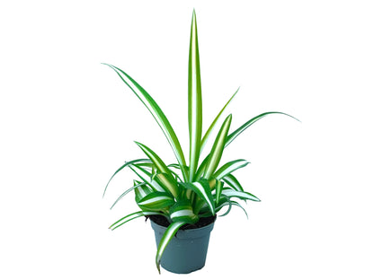 Chlorophytum "Comosum" variegata