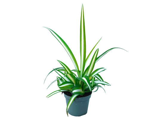 Chlorophytum "Comosum" variegata