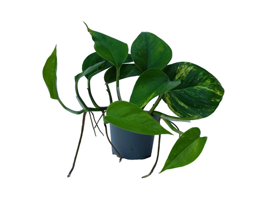 Epipremnum aurea
