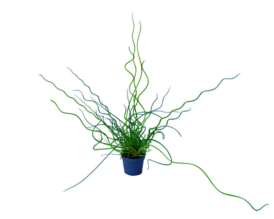 Juncus Effusus "Spiralis"
