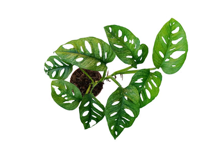 Monstera adansonii mint
