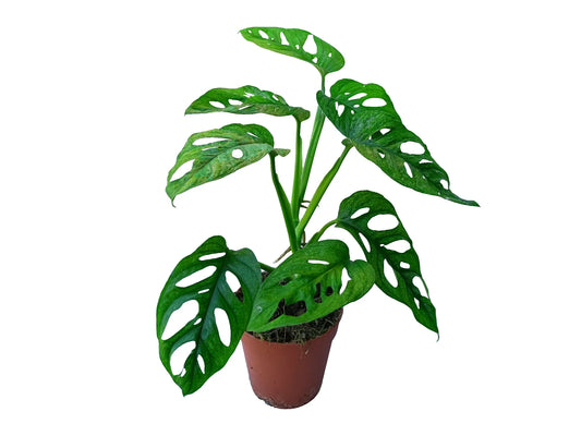 Monstera adansonii mint