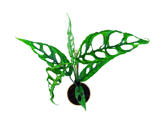 Monstera obliqua peru