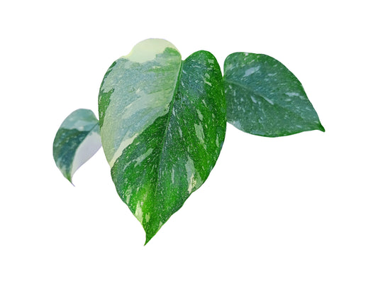 Monstera thaï constellation