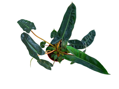 Philodendron bilitiae