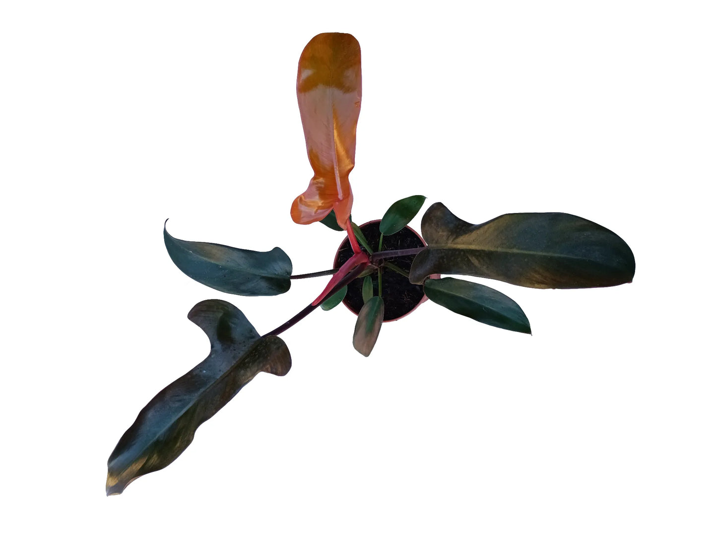 Philodendron florida bronze