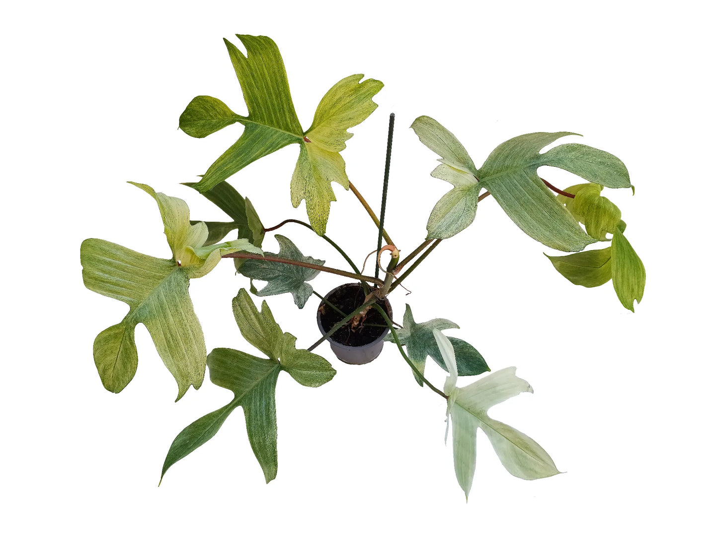 Philodendron florida ghost