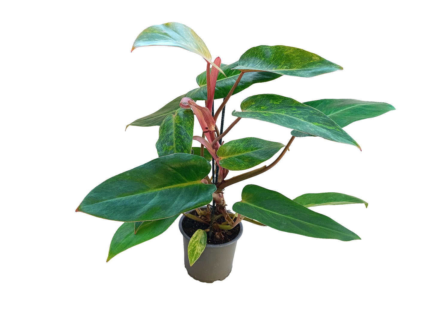 Philodendron "painted lady"