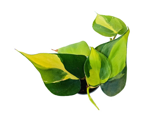 Philodendron "Scandens Brasil"