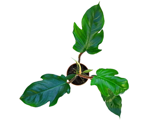 Philodendron squamiferum