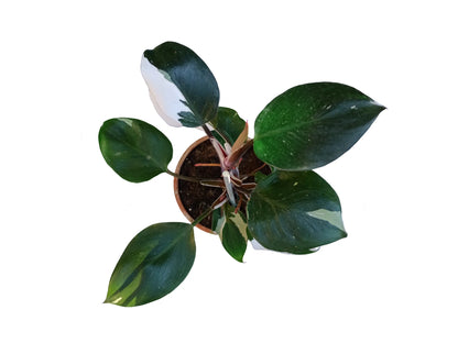 Philodendron white knight