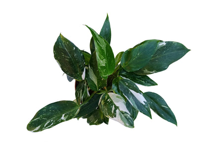 Philodendron white princess