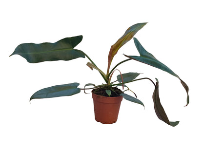 Philodendron atabapoense