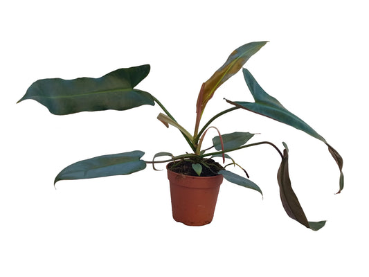 Philodendron atabapoense
