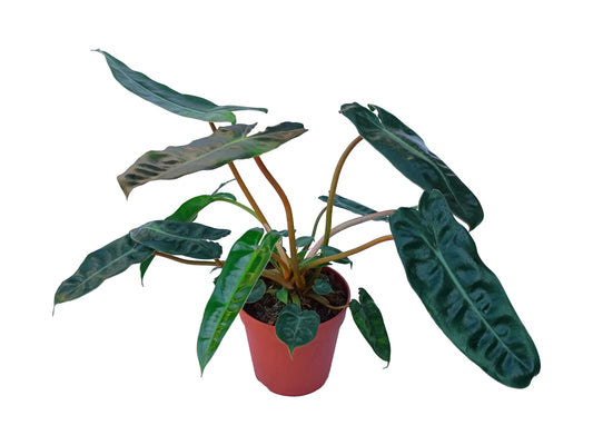 Philodendron bilitiae