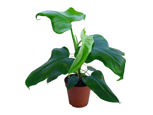 Philodendron bipennifolium aurea