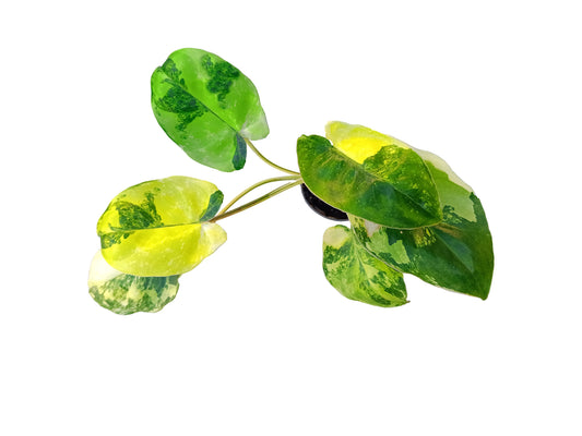 Philodendron "Burle-Marxii" variegata