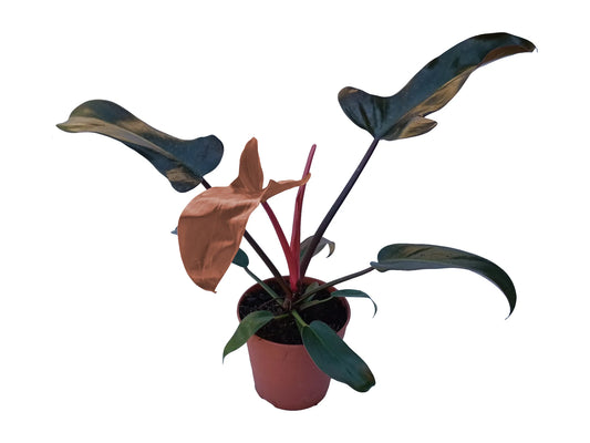Philodendron florida bronze
