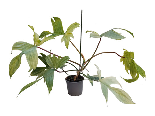 Philodendron florida ghost