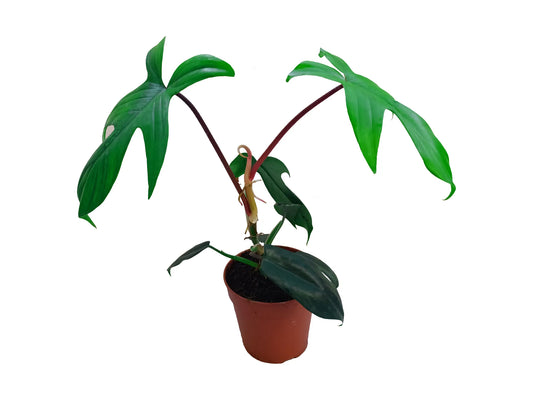 Philodendron florida green