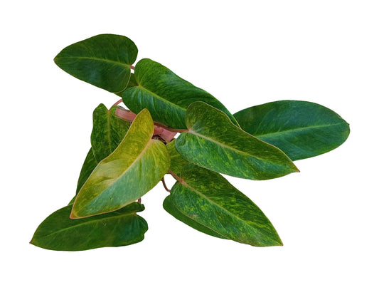 Philodendron "painted lady"