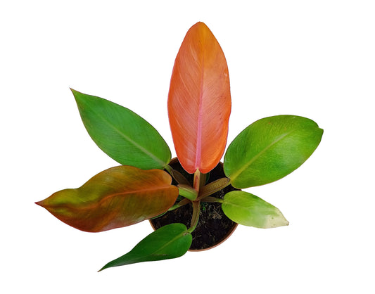 Philodendron "prince of orange"
