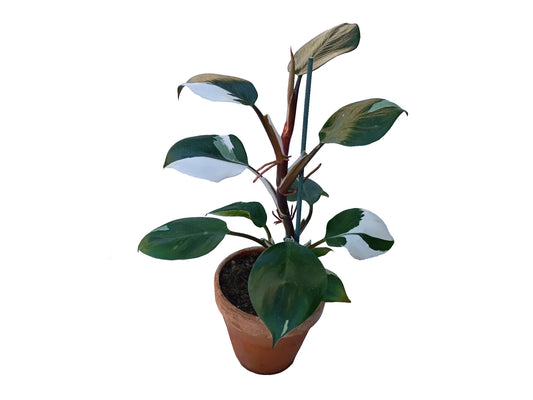 Philodendron white knight
